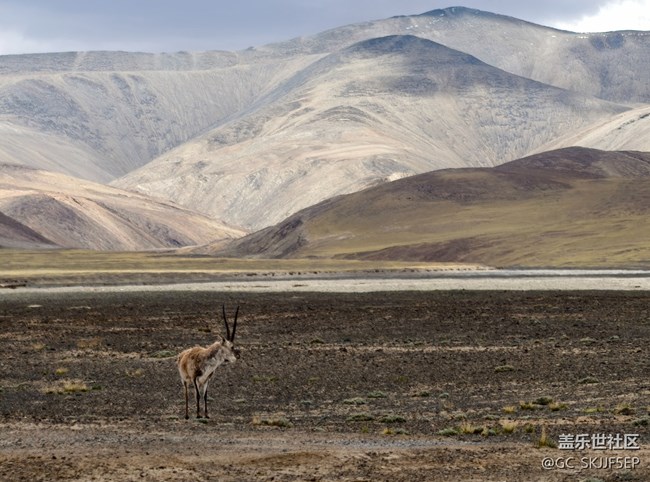 【浮光之間】高原長(zhǎng)卷