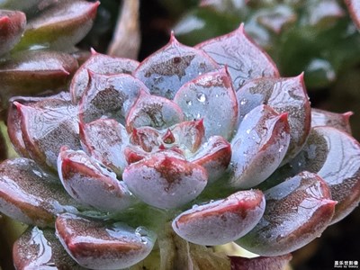 臺(tái)風(fēng)天的多肉植物