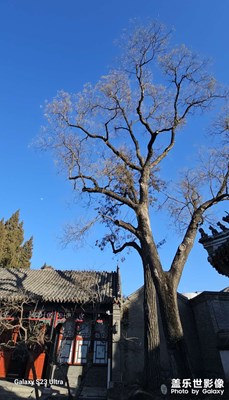 【 尋蹤古韻】古城院與老樹