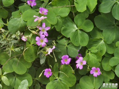 【?尋蹤古韻】+?花香