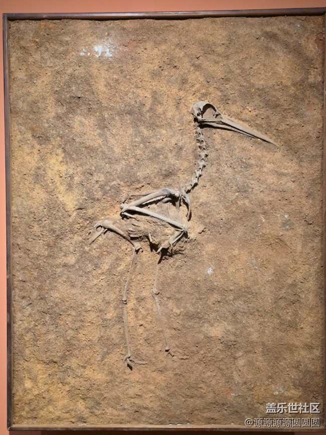 【恐龍化石展】武漢星部落活動總結(jié)帖