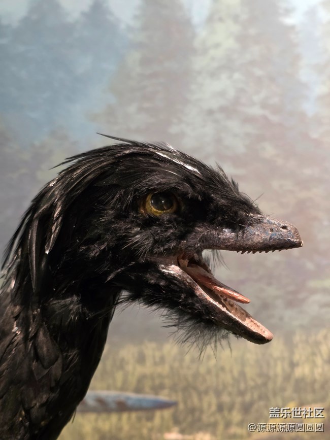 【恐龍化石展】武漢星部落活動總結(jié)帖