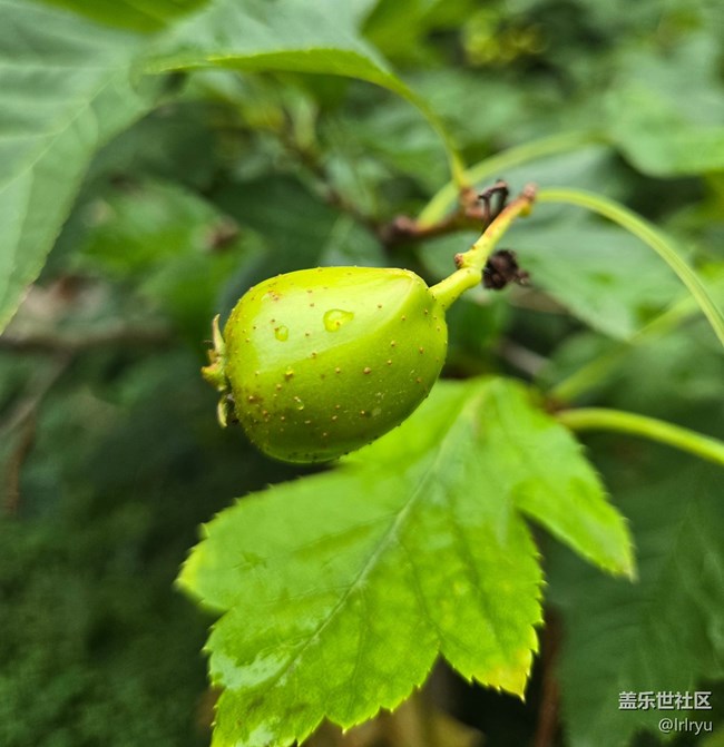 【仲夏調(diào)色盤】豐富的夏彩