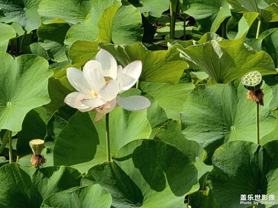 【?尋找靈感】+?夏荷