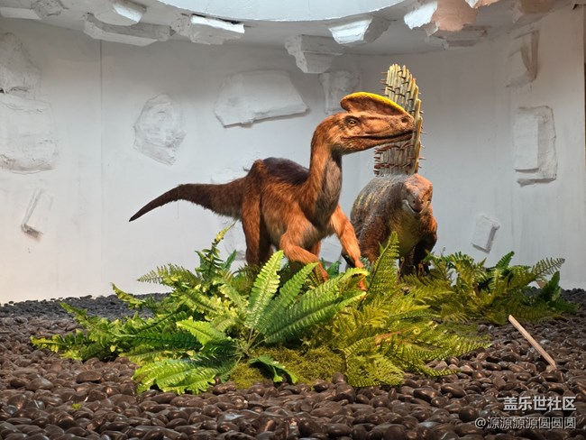 【恐龍化石展】武漢星部落活動總結(jié)帖