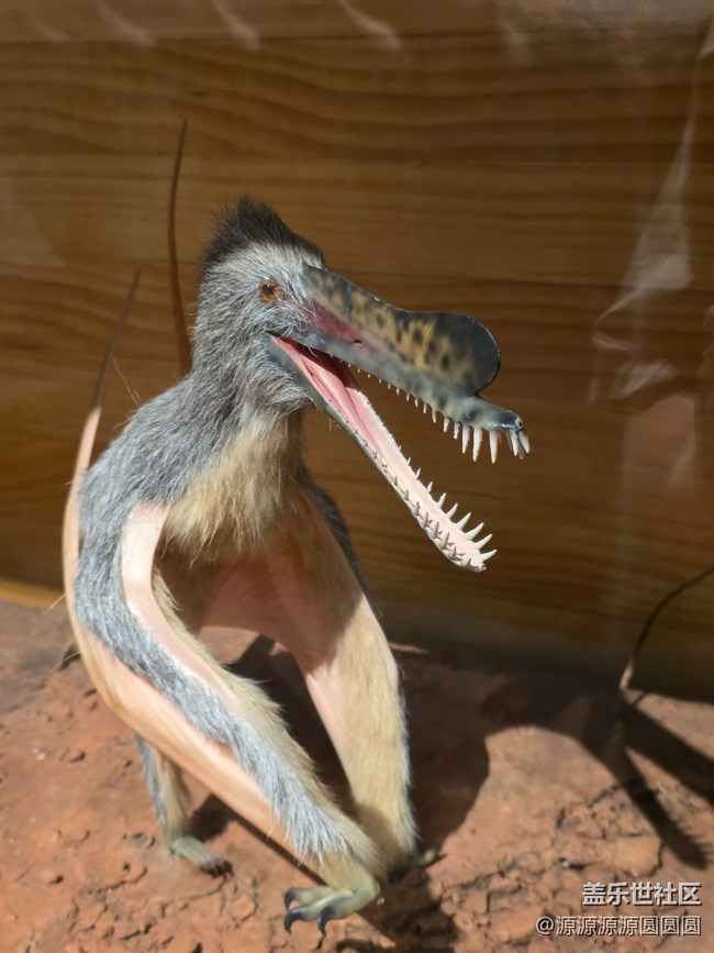 【恐龍化石展】武漢星部落活動總結(jié)帖