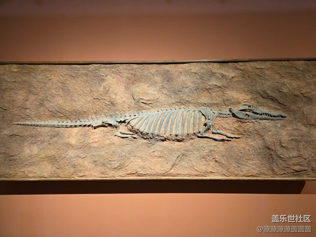 【恐龍化石展】武漢星部落活動總結(jié)帖