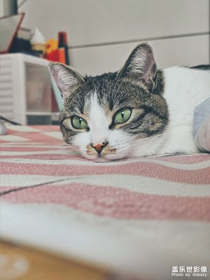 貓貓我也很熱啊