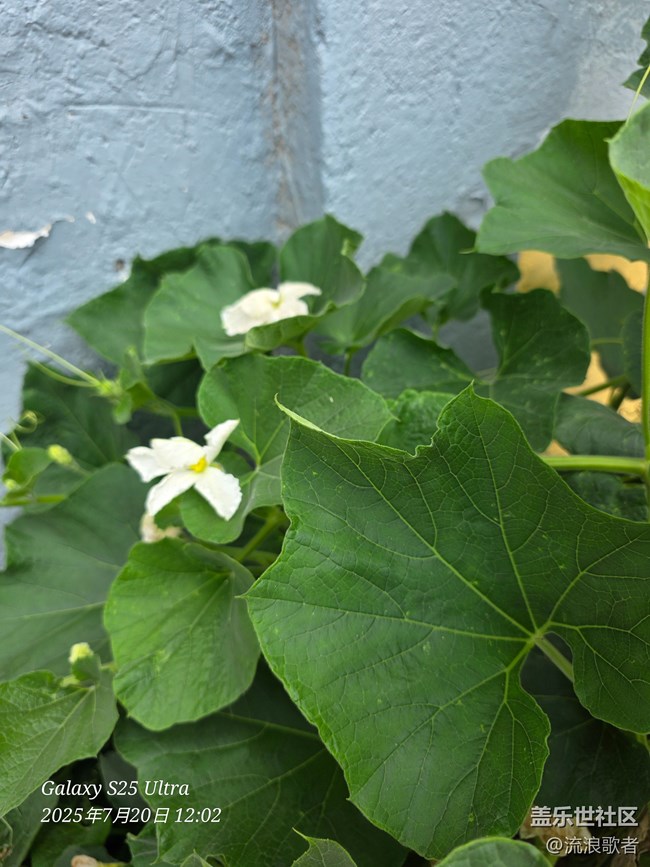 #星粉試用營(yíng)#S25 三星Galaxy S25 Ultra評(píng)測(cè)：影像霸主攜手AI，更好的拍攝體驗(yàn)