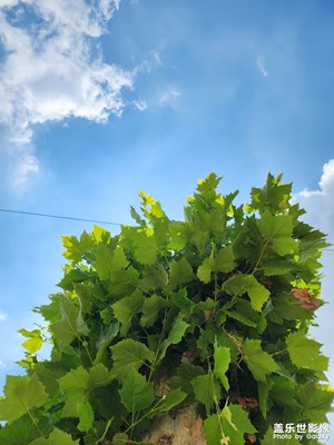 【?尋找靈感】+?夏日白云綠樹