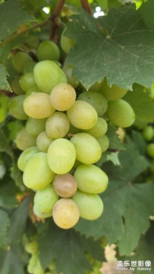 【?尋找靈感】+?周末采摘葡萄