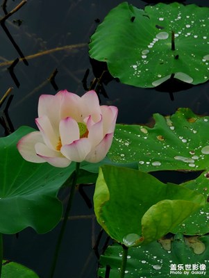 【尋找靈感】雨后荷塘