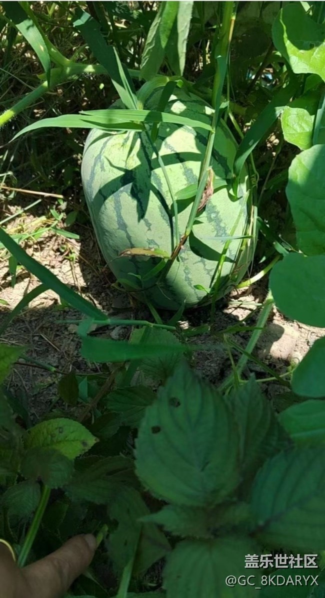 【雨過天晴】大西瓜