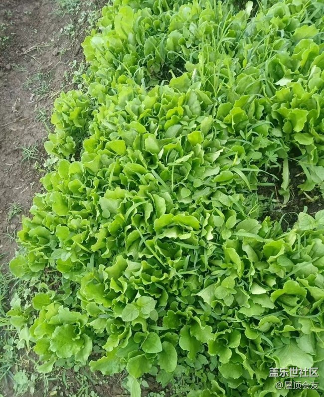 【雨過天晴】種點菜