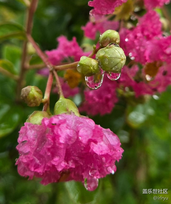 【仲夏調色盤】雨漫花色