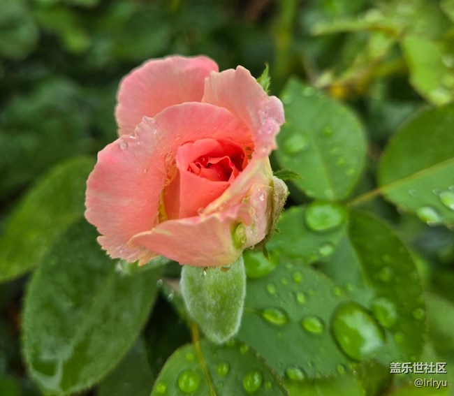 【仲夏調色盤】雨漫花色