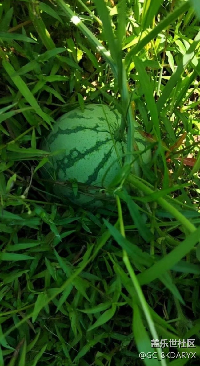 【雨過天晴】大西瓜