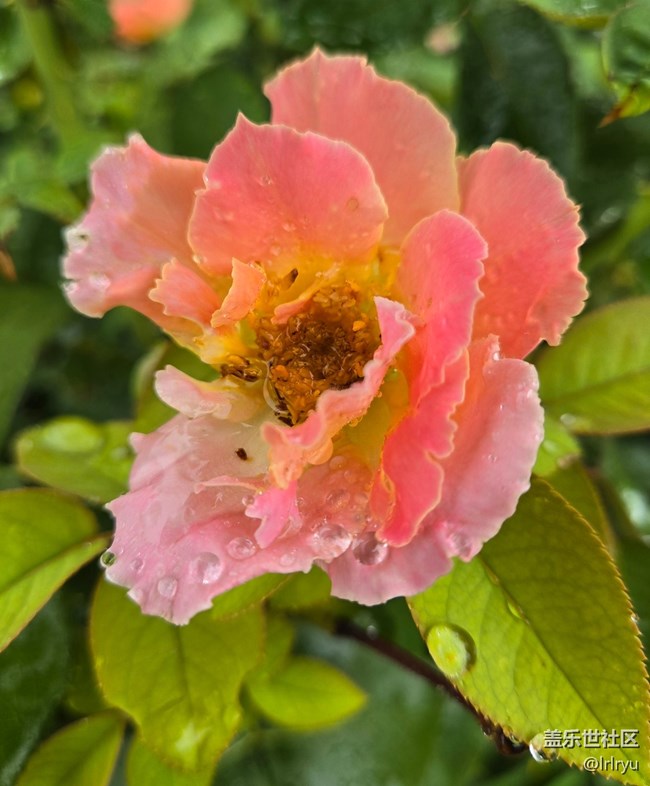 【仲夏調色盤】雨漫花色