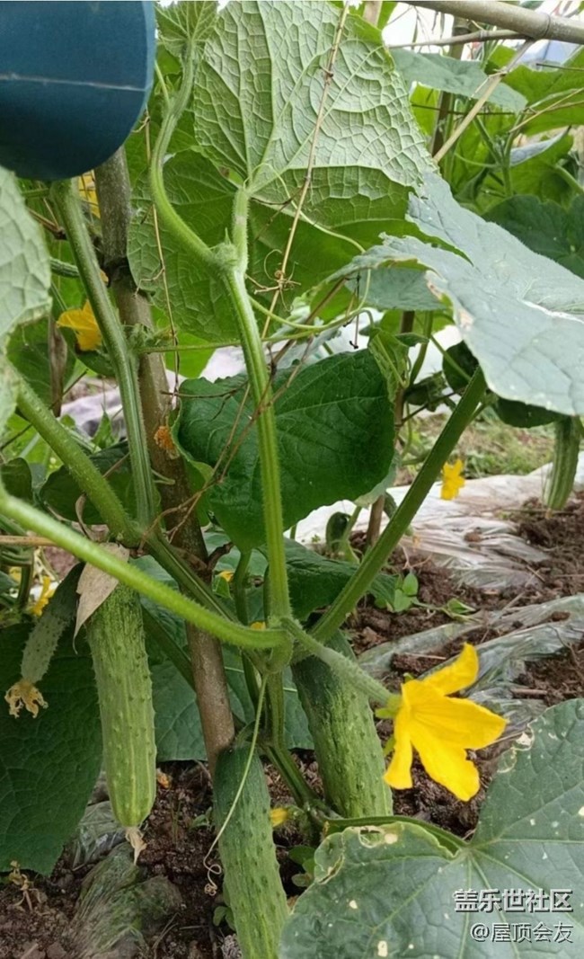 【雨過天晴】種點菜