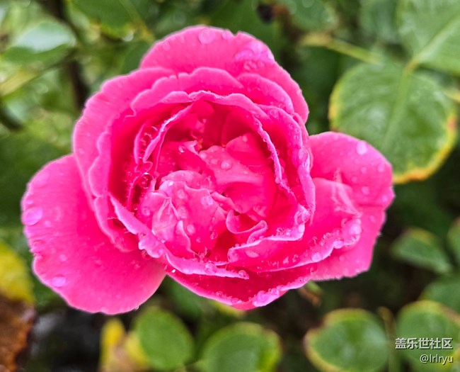 【仲夏調色盤】雨漫花色