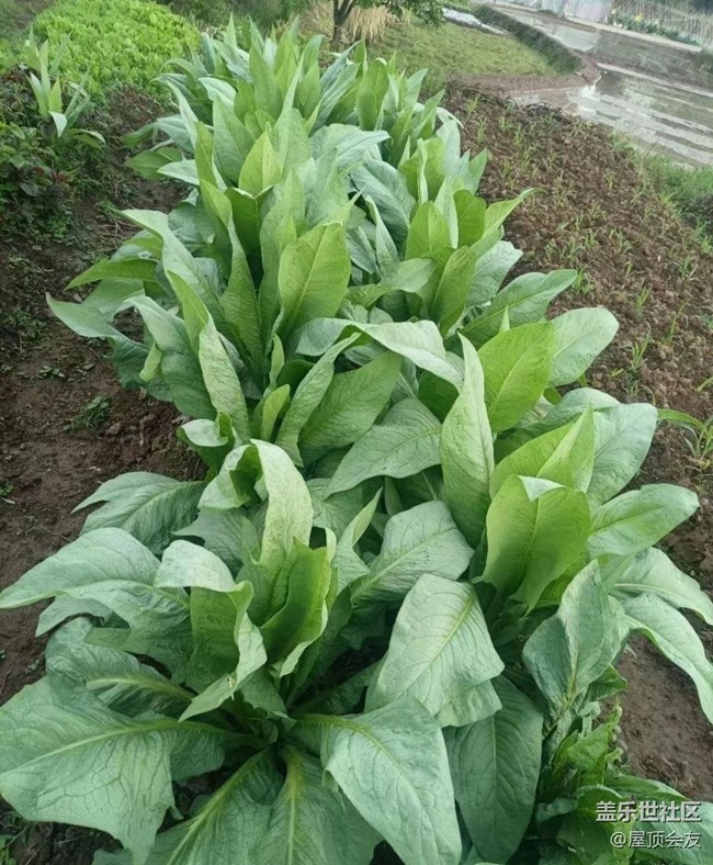 【雨過天晴】種點菜