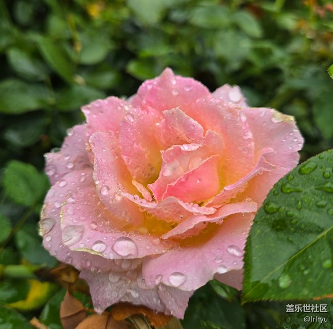 【仲夏調色盤】雨漫花色