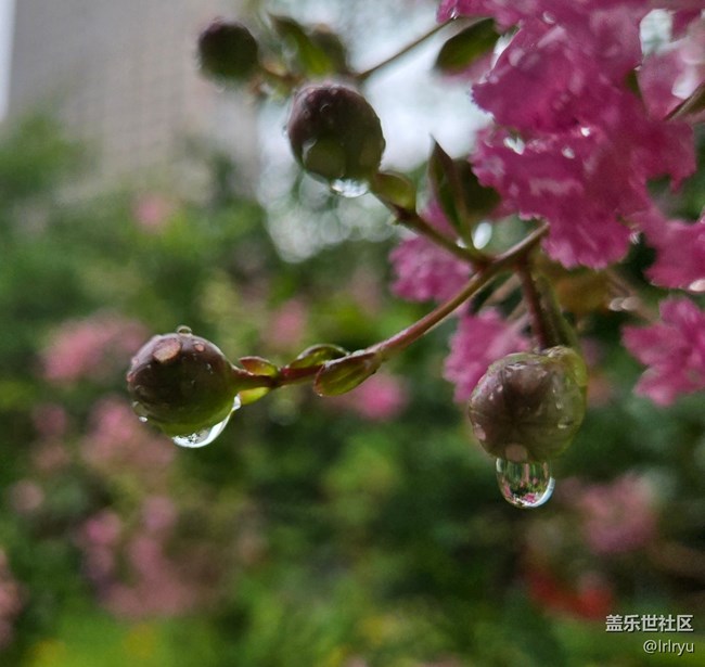 【仲夏調色盤】雨漫花色