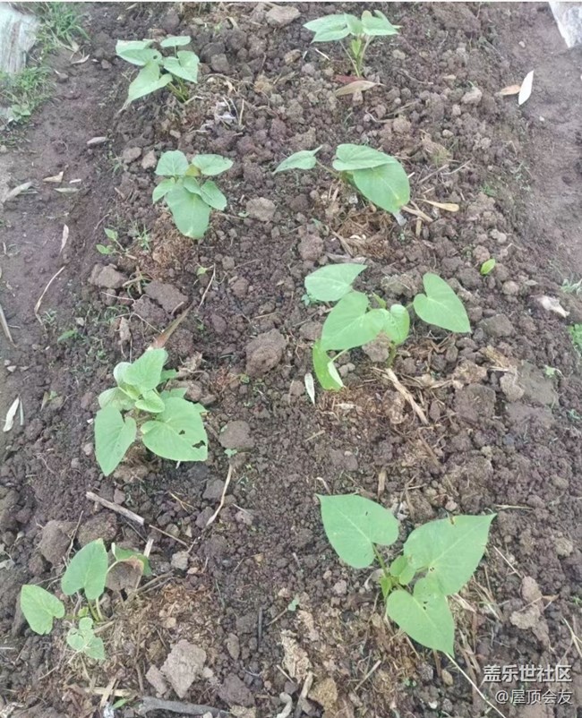 【雨過天晴】種點菜