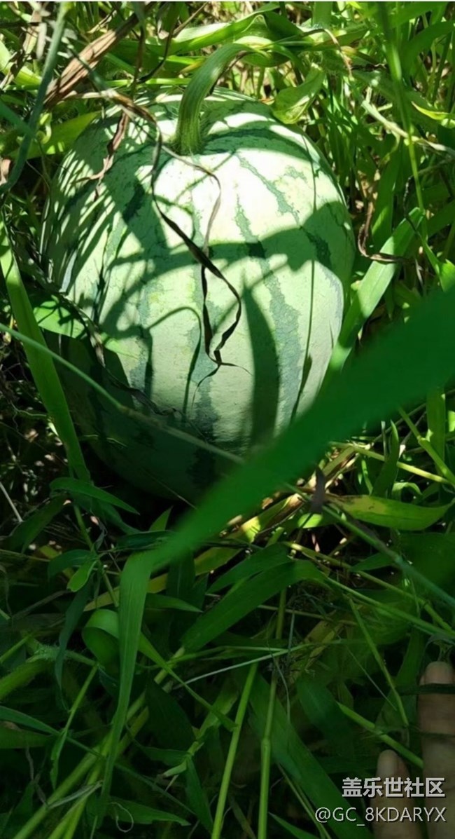 【雨過天晴】大西瓜