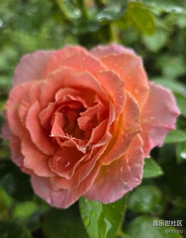 【仲夏調色盤】雨漫花色