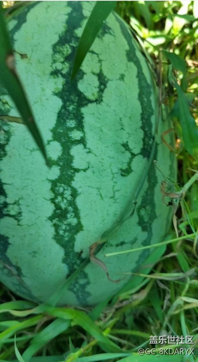 【雨過天晴】大西瓜