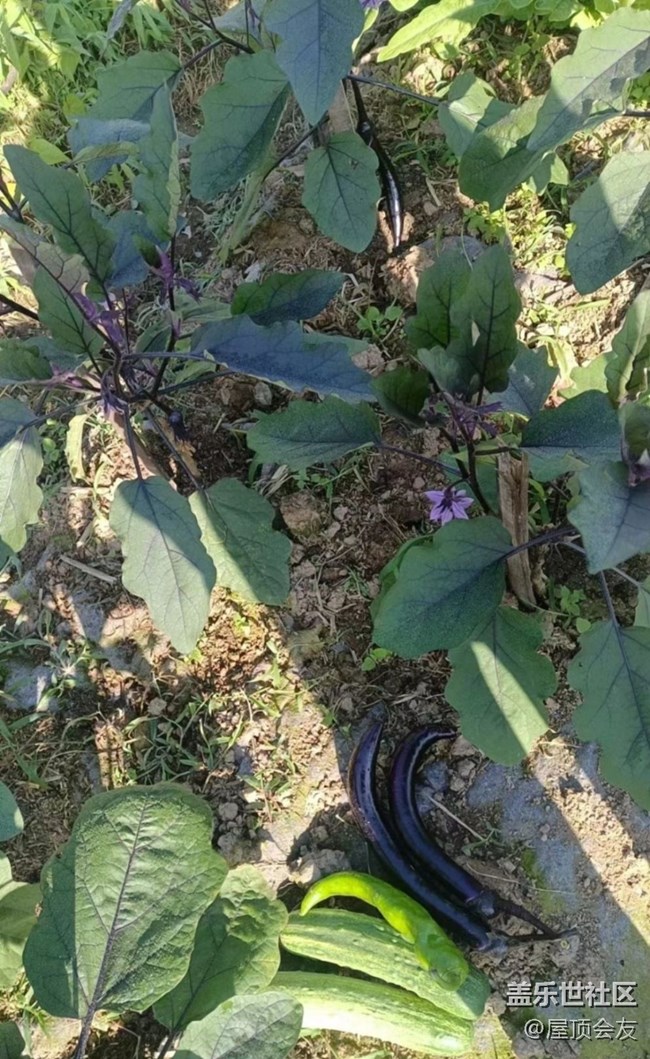 【雨過天晴】種點菜