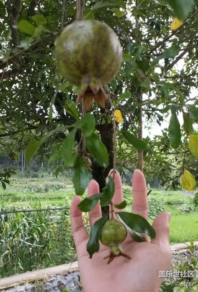 【雨過天晴】石榴
