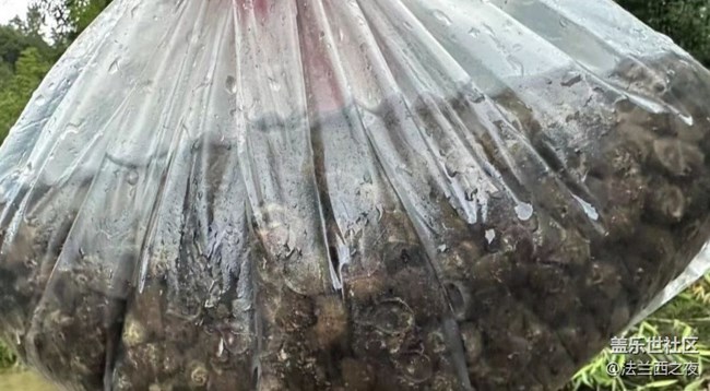 【光影之約】下河摸螺