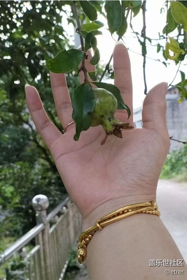 【雨過天晴】石榴