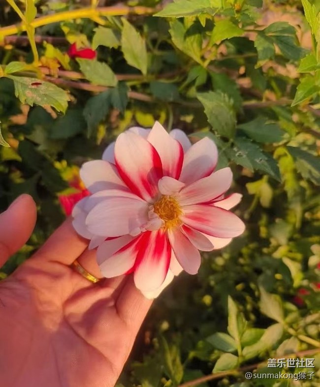 【光影之約】夕陽西下