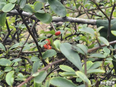 【?尋找靈感】+?最初的向往