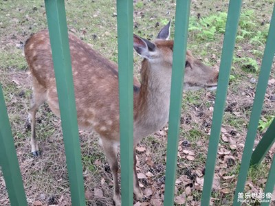 【?尋找靈感】+?可愛小鹿