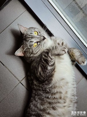 【 尋找靈感】+ 貓咪