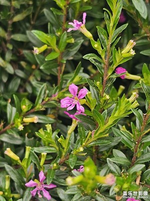 【?尋找靈感】綻放美好