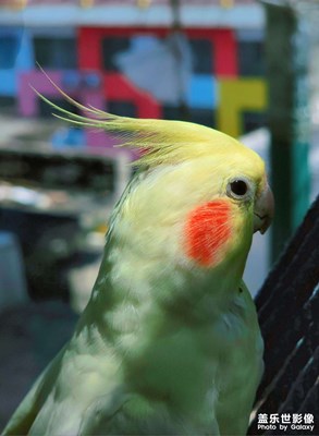 【尋找靈感】花鳥魚蟲也是景