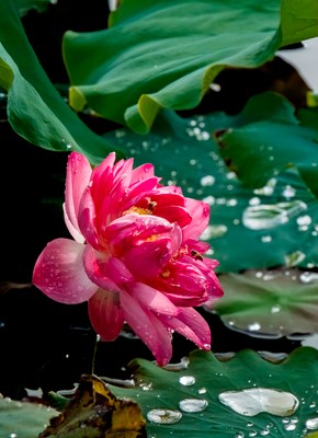 Galaxy S25 Ultra 池荷