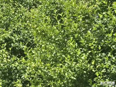 【?尋找靈感】+?尋找美麗