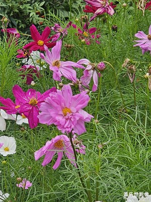 【 尋找靈感】鮮花