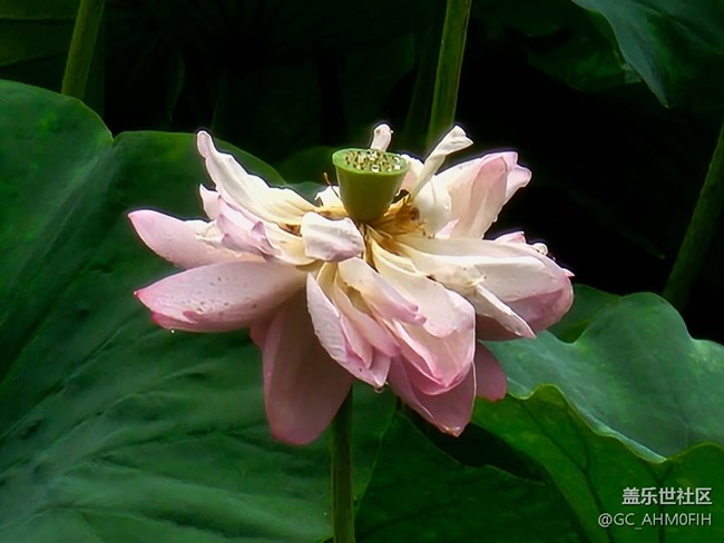 夏日通勤路上隨拍