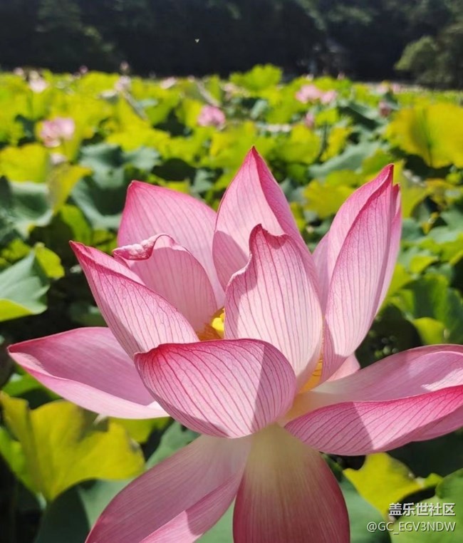 【光影之約】荷花