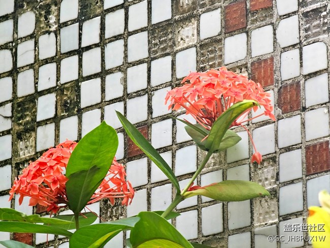 【七月敘事詩(shī)】七月的綠植