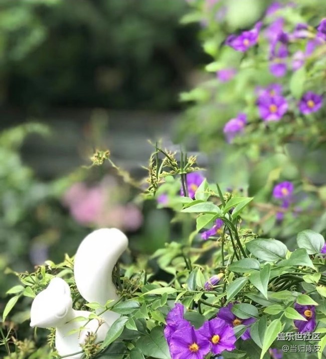 【光影之約】夏日花園