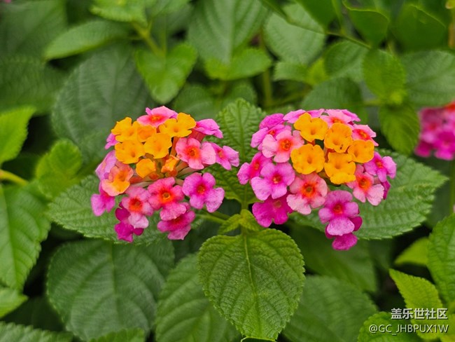 【七月敘事詩(shī)】七月的綠植