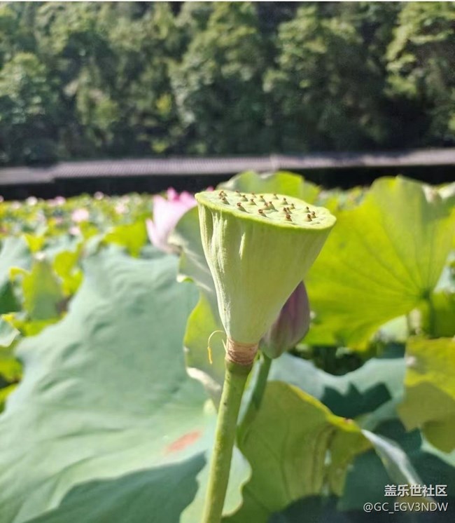 【光影之約】荷花
